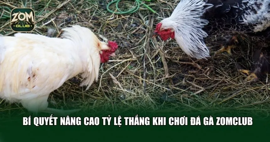 Tổng quan đá gà trực tuyến tại Zomclub