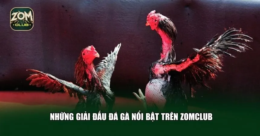 Những giải đấu đá gà nổi bật trên Zomclub