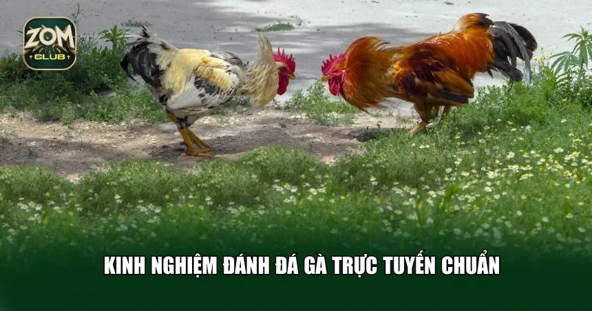 Kinh nghiệm đánh đá gà trực tuyến chuẩn