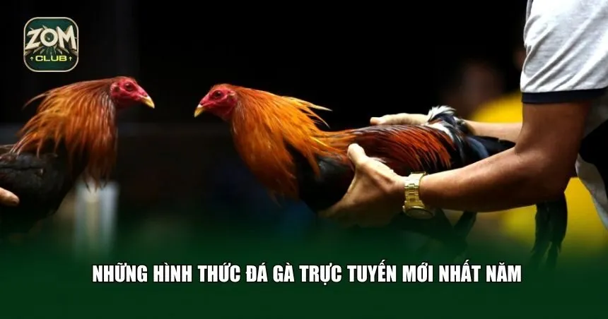Những hình thức đá gà trực tuyến mới nhất năm