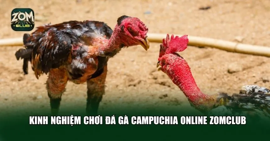 Kinh nghiệm chơi đá gà Campuchia Zomclub