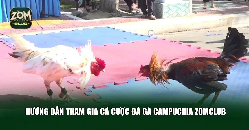Hướng dẫn tham gia cá cược đá gà Campuchia Zomclub