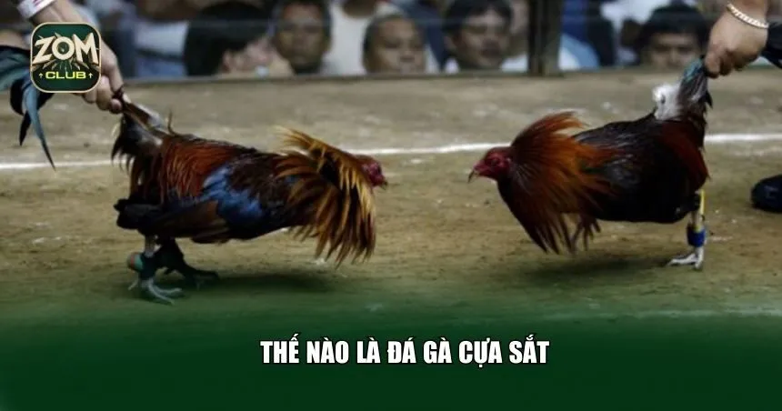 Đá gà cựa sắt không chỉ là một trò giải trí mà còn là một phần của văn hóa