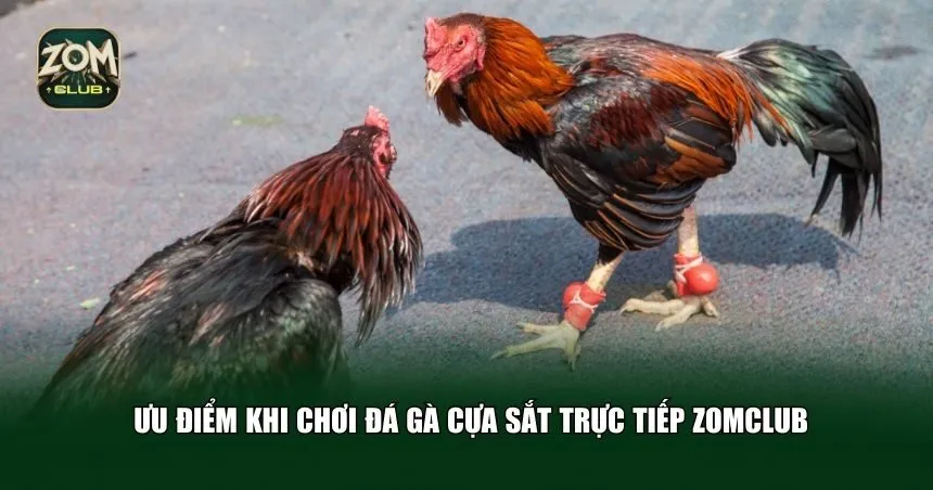 Ưu điểm khi chơi đá gà cựa sắt trực tiếp Zomclub