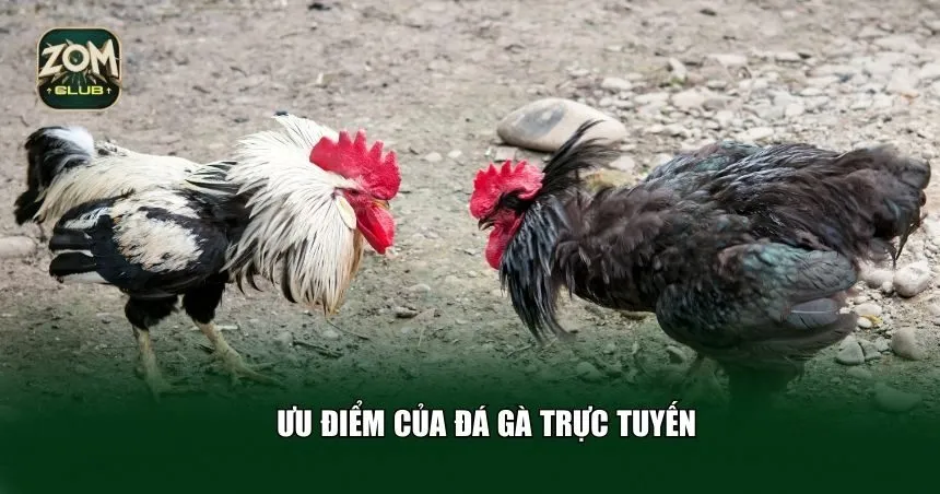 Ưu điểm của đá gà trực tuyến